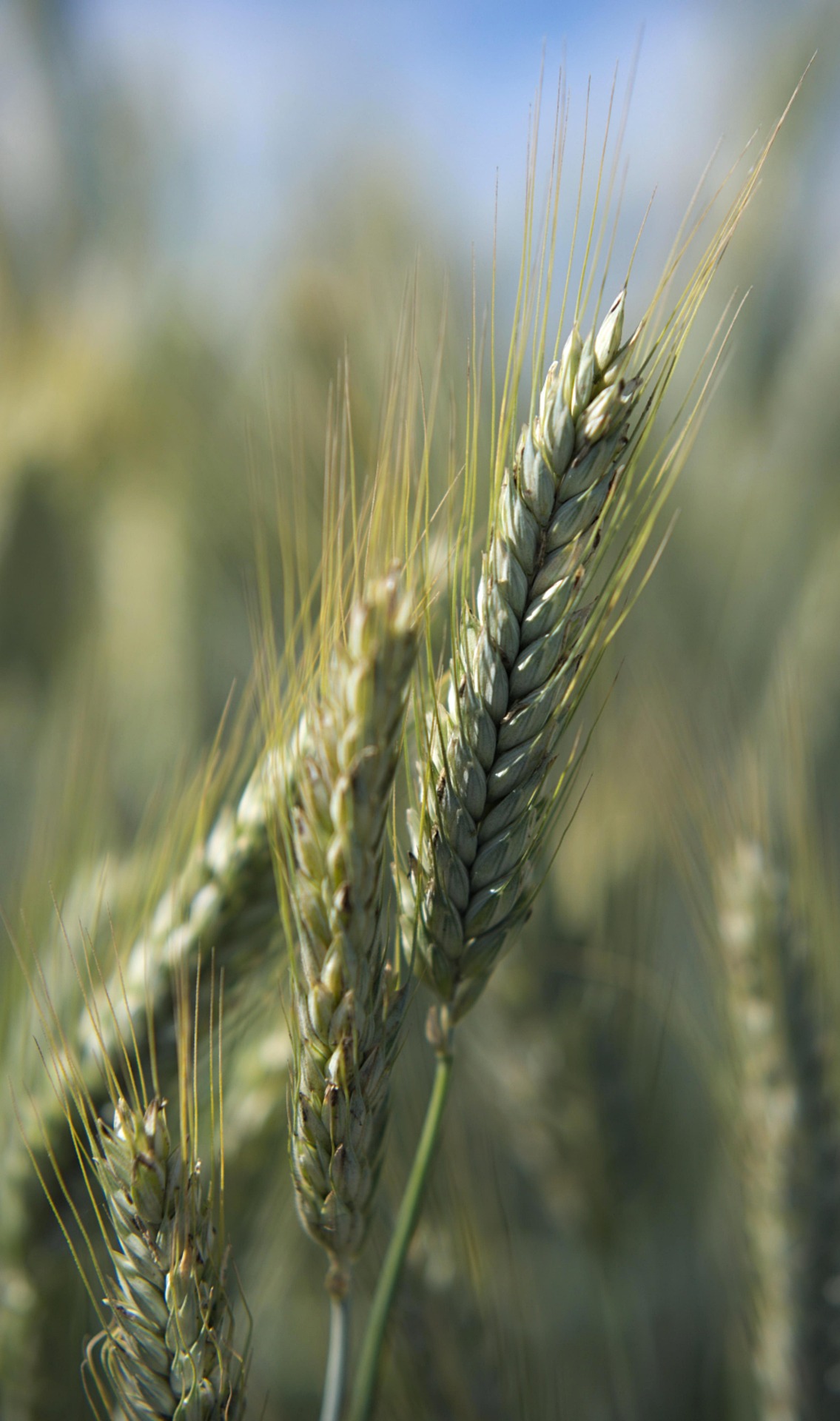 wheat plant Agriculture